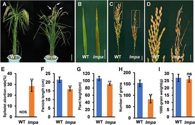 Frontiers | LMPA Regulates Lesion Mimic Leaf and Panicle